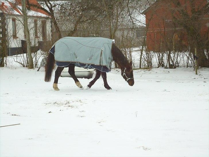 Dansk Varmblod marja light  R.I.P billede 1