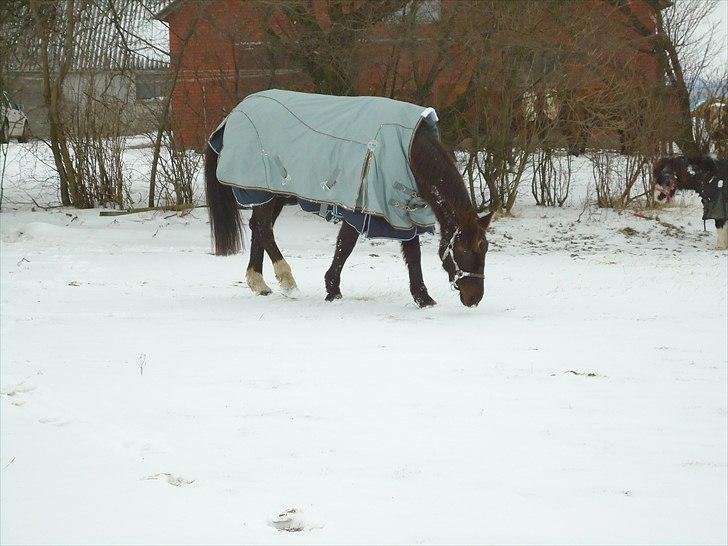 Dansk Varmblod marja light  R.I.P billede 2