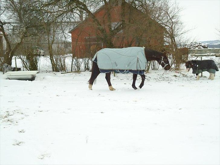 Dansk Varmblod marja light  R.I.P billede 3