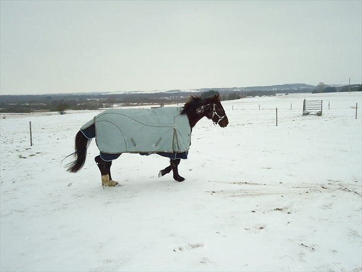 Dansk Varmblod marja light  R.I.P billede 4