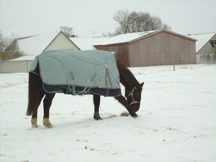 Dansk Varmblod marja light  R.I.P billede 5