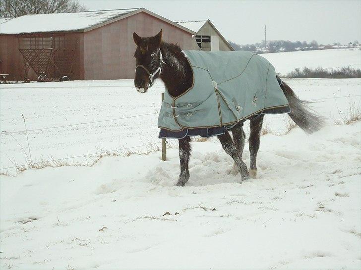 Dansk Varmblod marja light  R.I.P billede 6