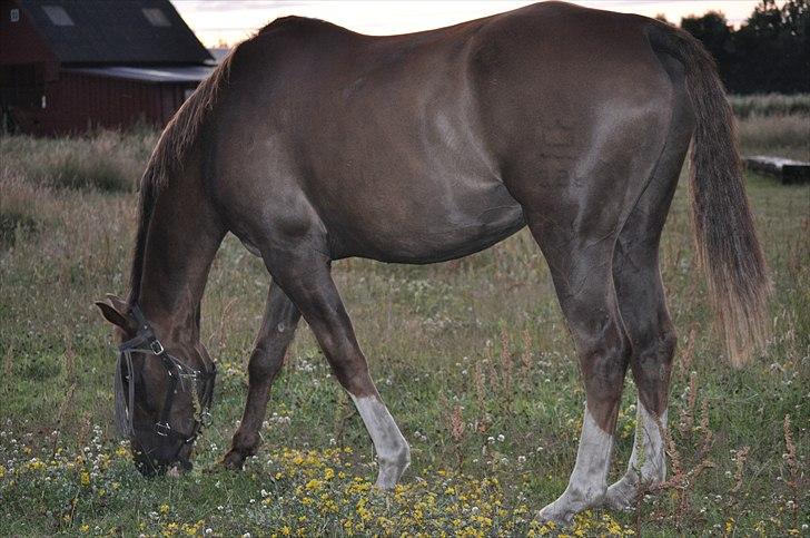 Dansk Varmblod Topaze/gamle- R.I.P. billede 3