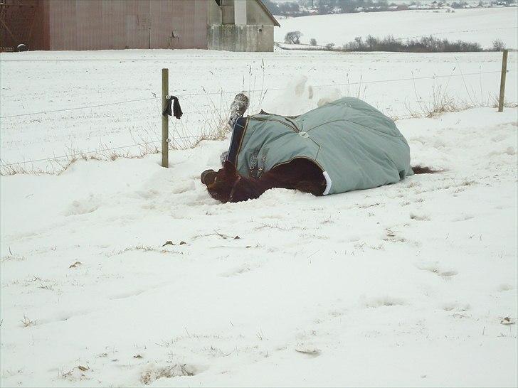Dansk Varmblod marja light  R.I.P billede 7