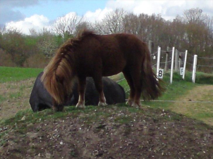 Shetlænder Søgaardens Ricco billede 4