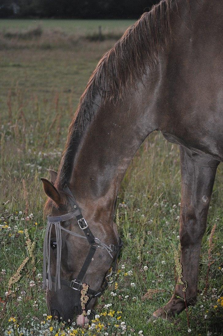 Dansk Varmblod Topaze/gamle- R.I.P. billede 4
