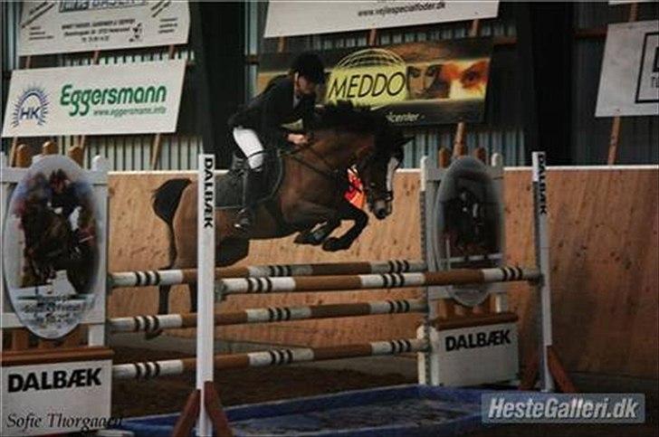 Belgisk Sportspony * Donna Van Stevenshof * - MA 2010  billede 6