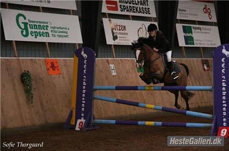 Belgisk Sportspony * Donna Van Stevenshof * - MA :D billede 8