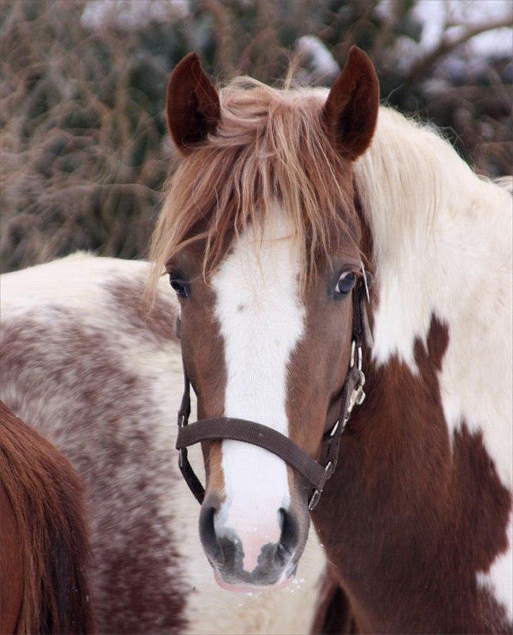 Anden særlig race Ateza Højgård - ateza feb 2011 billede 11