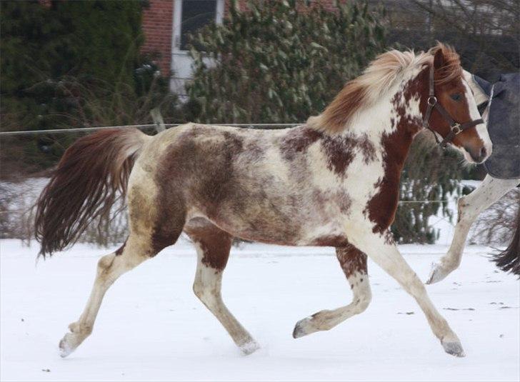 Anden særlig race Color Spay Højgård - Color i trav feb 2011 billede 10