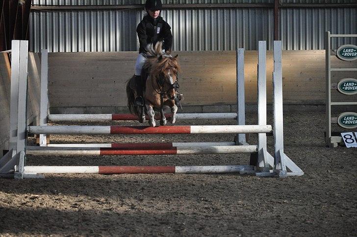 Pinto Svalebos Felix - Pinto billede 7