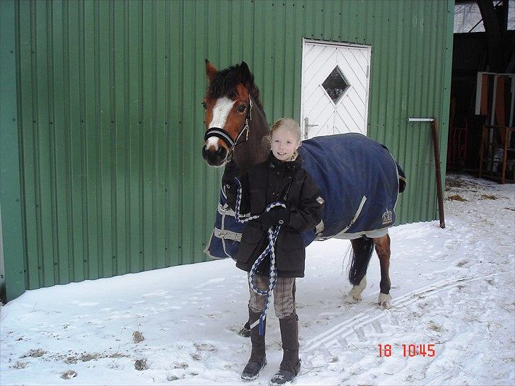 Welsh Pony (sec B) Sille  *A-pony* - lige da jeg havde fået hende billede 6