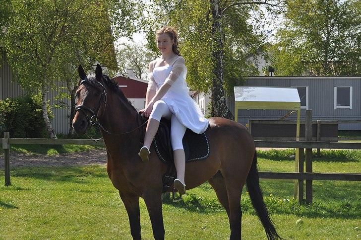 Tysk Sportspony Sultan - Foto: Pernille Thomsen=) billede 12