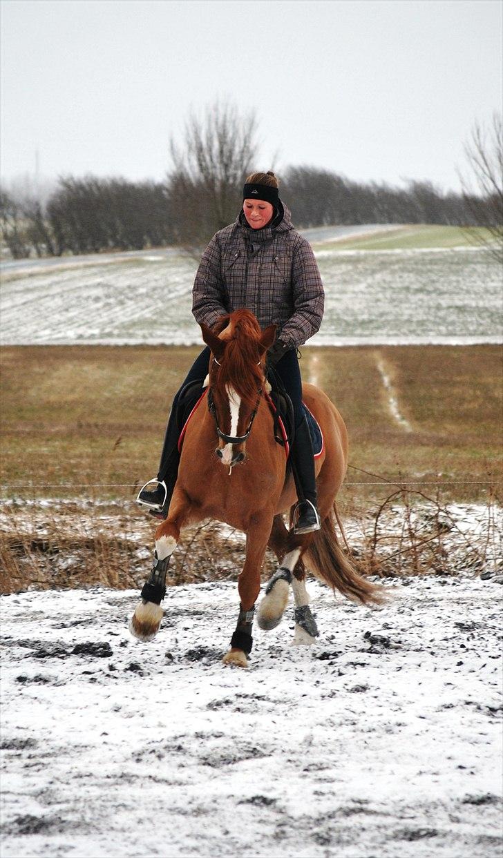 Welsh Cob (sec D) Fjordglimts Martino billede 11