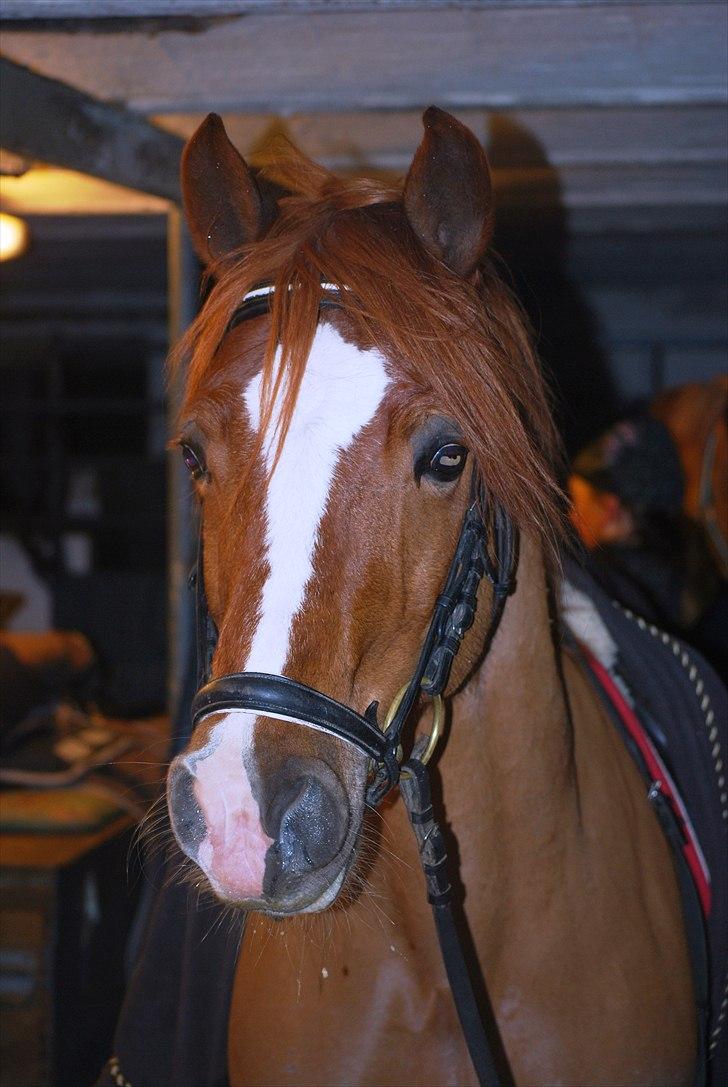 Welsh Cob (sec D) Fjordglimts Martino billede 13