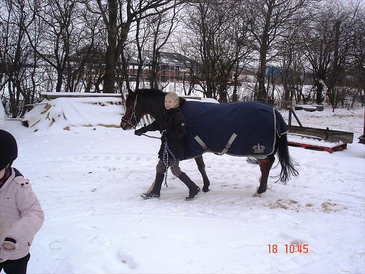 Welsh Pony (sec B) Sille  *A-pony* - uuu det er koldt får fødderne billede 7