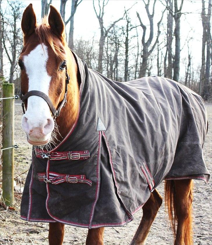 Arabisk fuldblod (OX) Lavina ox *den bedste* - foto: tezz<3 billede 4