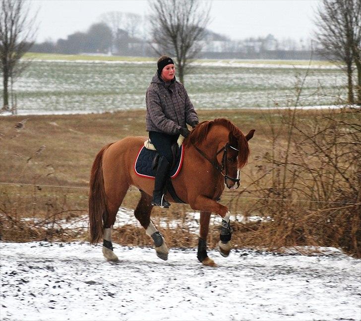 Welsh Cob (sec D) Fjordglimts Martino billede 15