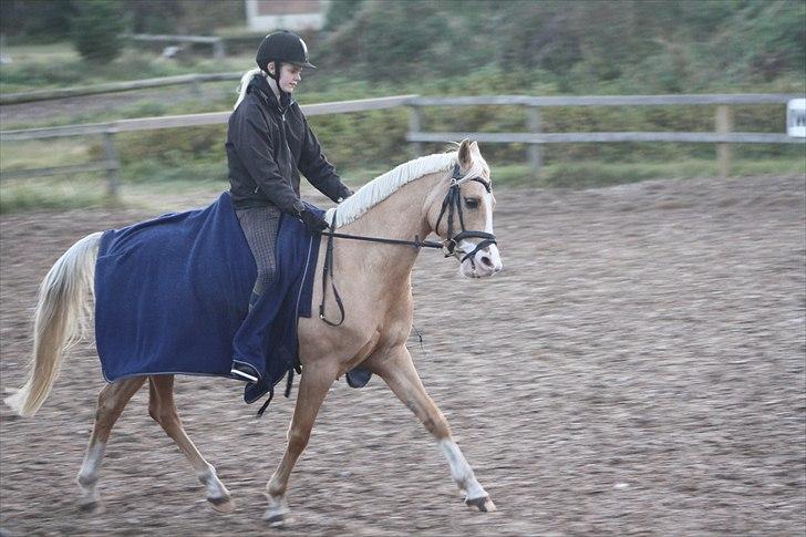 New Forest Beauty R.I.P /red.  - Pernille og Beauty :)   (hans ejer) Fotograf:Mig. billede 18