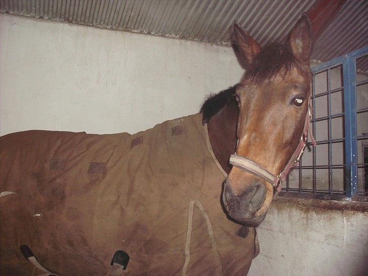 Anden særlig race montana billede 16