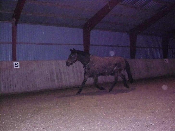 Anden særlig race montana billede 18