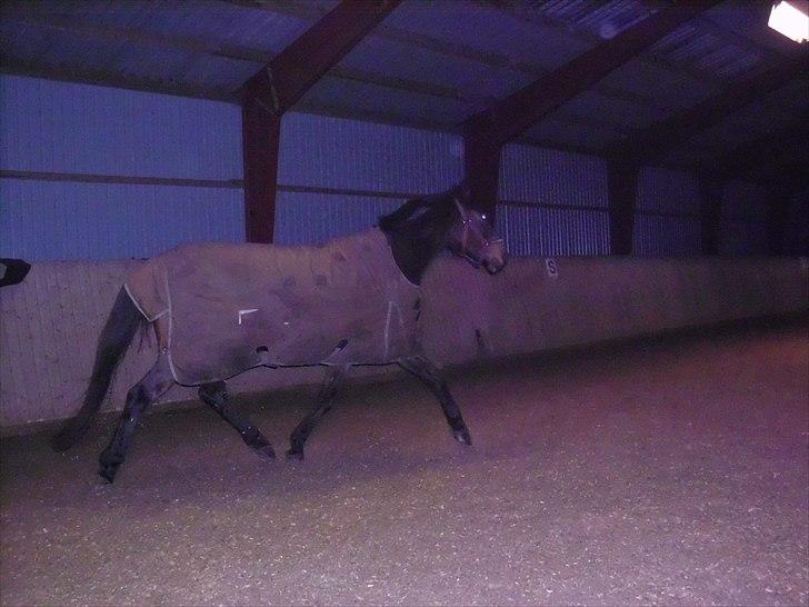 Anden særlig race montana billede 19