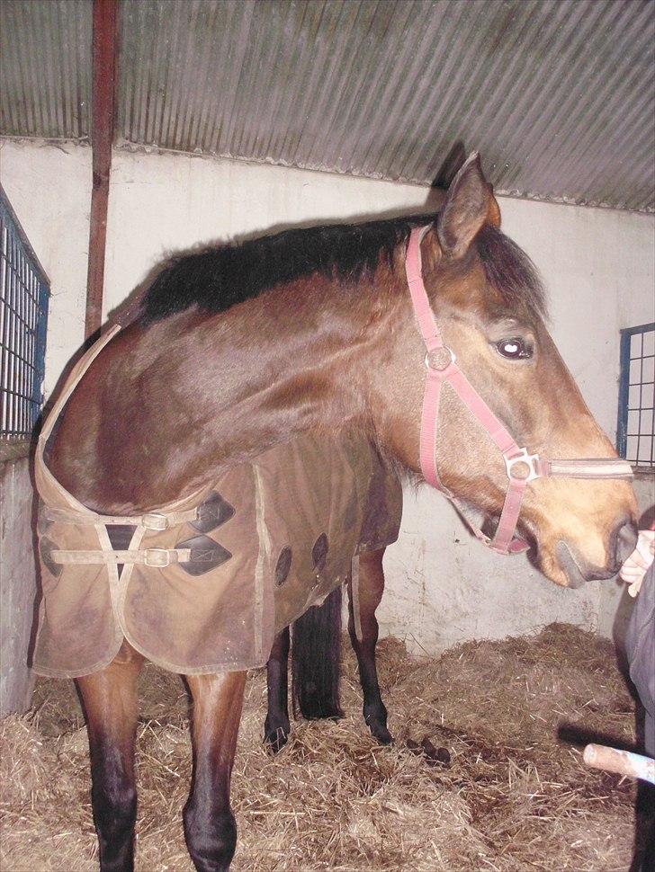 Anden særlig race montana billede 20