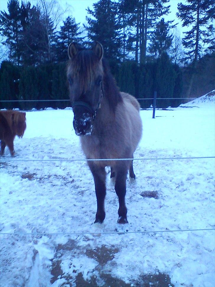 Anden særlig race Skovbjerggaards Astucia - 18. februar 2011 billede 12