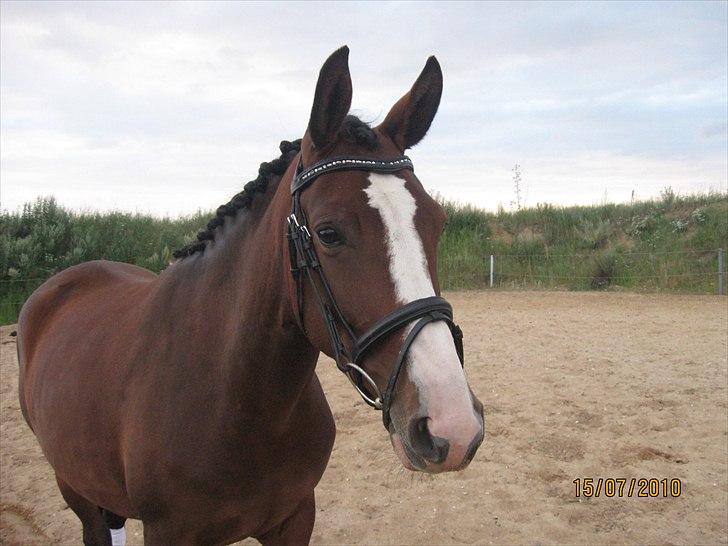 Dansk Varmblod Fifi<33 billede 2