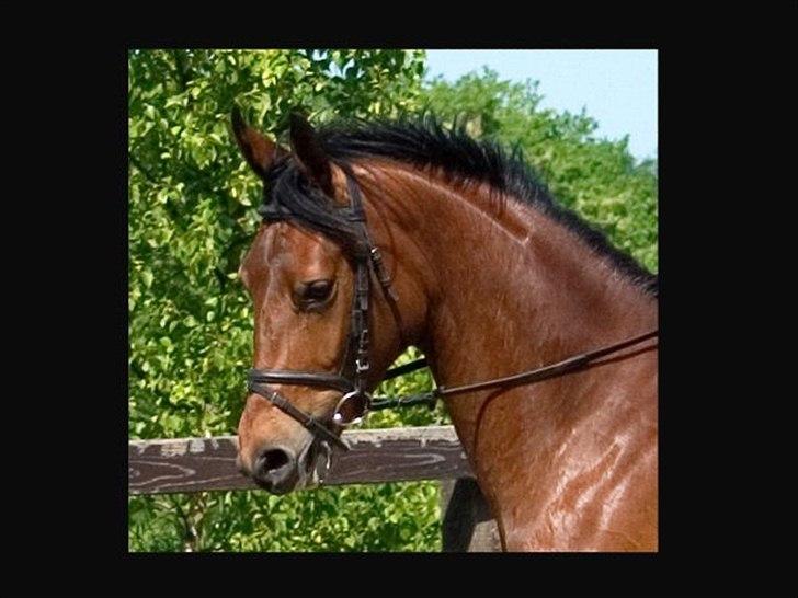 Dansk Varmblod Lady Misyl Cup - Billede lånet af tidligere ejer Heidi Henriksen billede 1