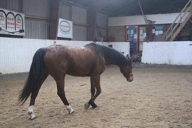 Dansk Varmblod Lady Misyl Cup - da hun lige var kommet til ebberup. Den. 17-02-2011 billede 2