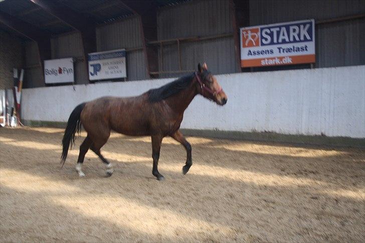 Dansk Varmblod Lady Misyl Cup - Den. 17-02-2011 billede 3