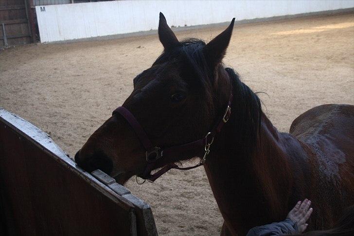 Dansk Varmblod Lady Misyl Cup - Den. 17-02-2011 billede 4