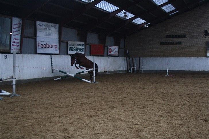 Dansk Varmblod Lady Misyl Cup - Løsspringe det kan hun. Den. 18-02-2011 billede 5