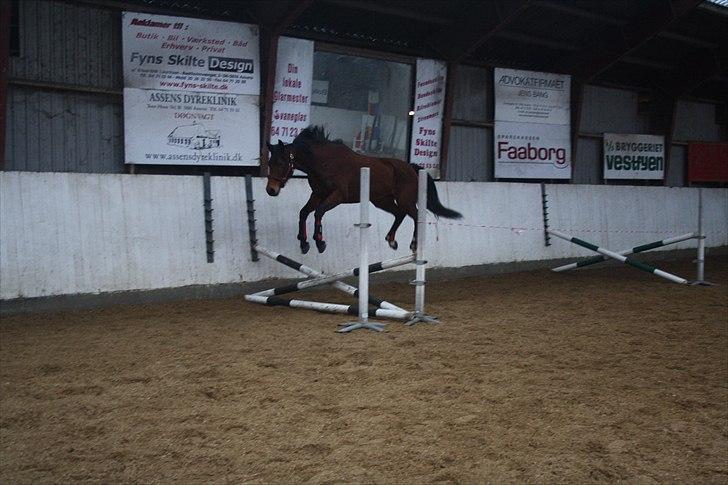 Dansk Varmblod Lady Misyl Cup - Den. 18-02-2011 billede 6
