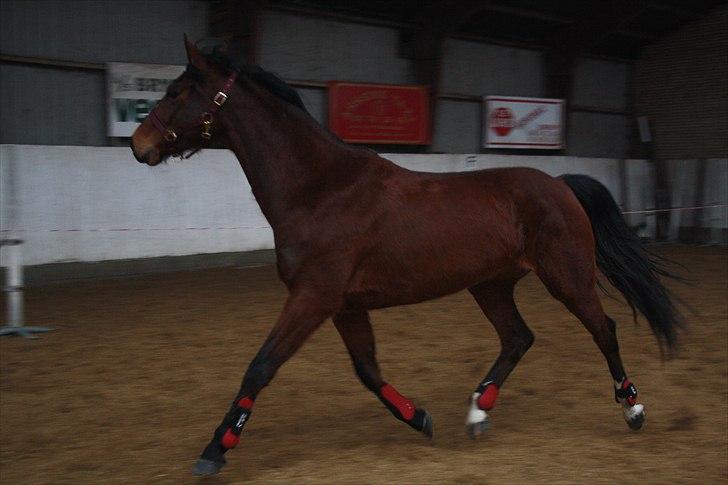 Dansk Varmblod Lady Misyl Cup - Den. 18-02-2011 billede 7