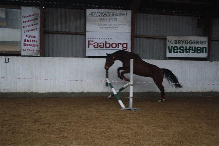 Dansk Varmblod Lady Misyl Cup - Den. 18-02-2011 billede 8