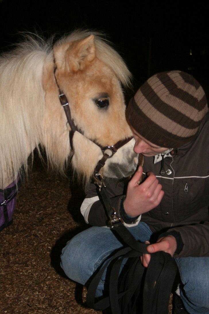 Falabella Calliston's Cody - 18/2 2011 - Han er bare for nuser :D billede 1