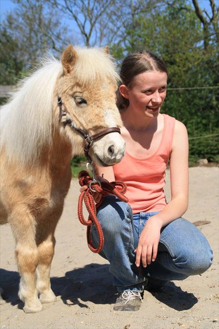 Falabella Calliston's Cody - 25/4 2011 billede 3