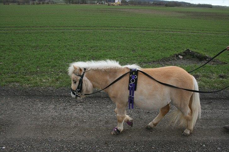 Falabella Calliston's Cody - 3/4 2011 - På tur første gang med langeliner :D billede 5