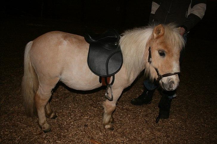Falabella Calliston's Cody - 18/2 2011 - Cody med sadel for 5. gang. billede 7