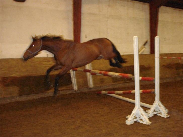 Dansk Varmblod Bakkegaardens Anemone - feb. 2011 billede 6