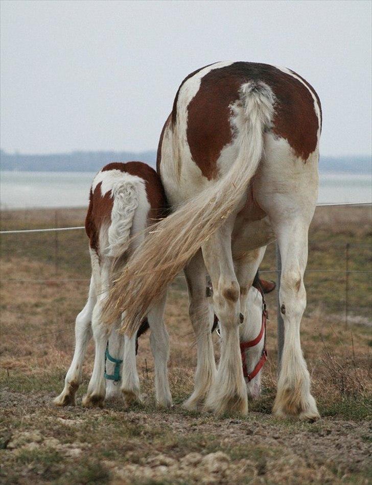 Shire Shirefarm Painted Pegasus - Tjek lige de numser.. En god mor med sit barn... billede 13