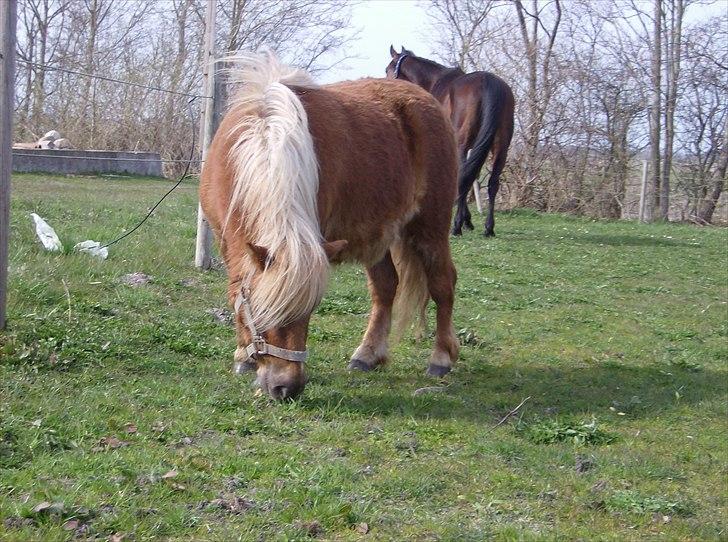 Shetlænder Chili (SOLGT) billede 2