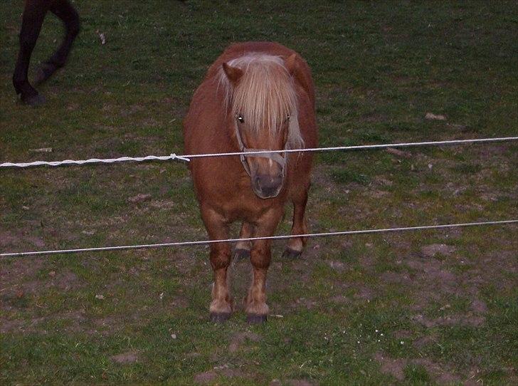 Shetlænder Chili (SOLGT) billede 3