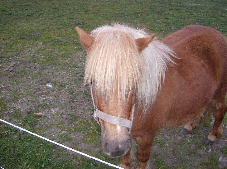 Shetlænder Chili (SOLGT) billede 4