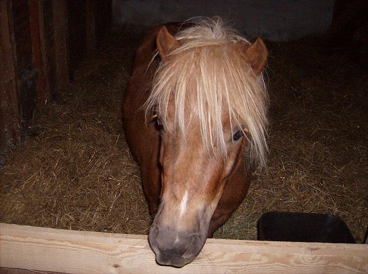 Shetlænder Chili (SOLGT) billede 5