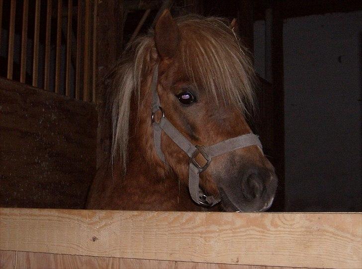 Shetlænder Chili (SOLGT) billede 6