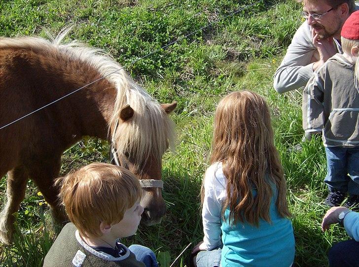 Shetlænder Chili (SOLGT) billede 7