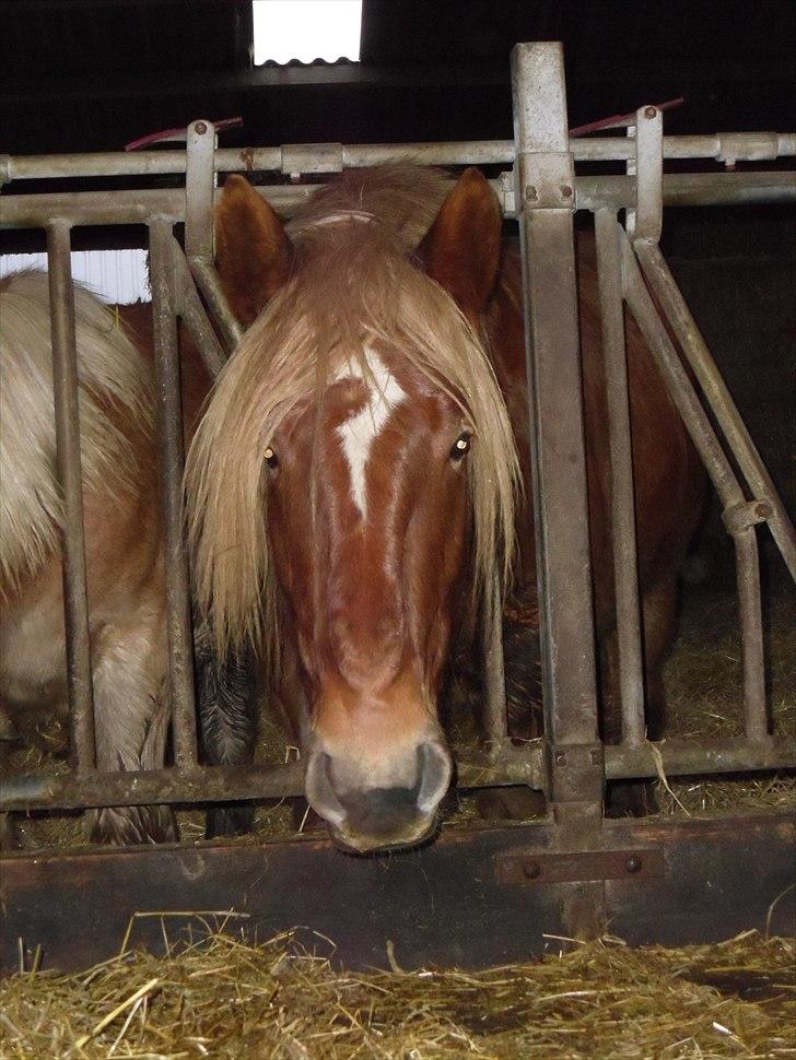 Jyde Thor (Thorkild) - ???? Who me?? billede 3